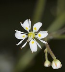 Lettuceleaf saxifrage <BR>Mountain lettuce