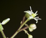 Lettuceleaf saxifrage <BR>Mountain lettuce