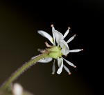 Lettuceleaf saxifrage <BR>Mountain lettuce