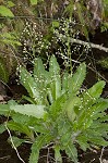 Lettuceleaf saxifrage <BR>Mountain lettuce