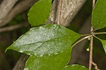 Bay starvine