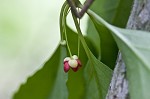 Bay starvine