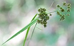 Georgia bulrush