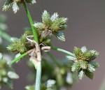 Georgia bulrush