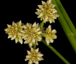 Georgia bulrush