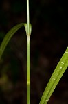 Georgia bulrush