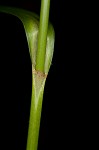 Georgia bulrush