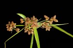 Leafy bulrush