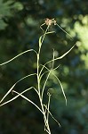 Leafy bulrush