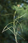 Leafy bulrush