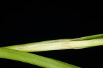 Leafy bulrush