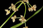 Leafy bulrush