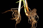 Leafy bulrush