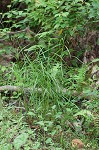 Leafy bulrush