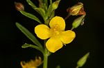 Broomwort