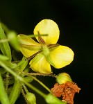 Broomwort