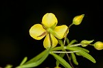 Broomwort