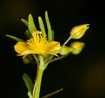 Broomwort