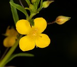 Broomwort