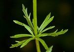 Broomwort