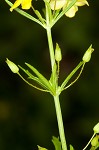 Broomwort