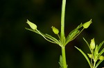 Broomwort