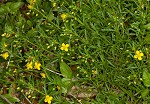 Broomwort