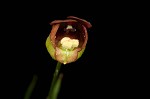 Figwort <BR>Carpenter's square