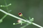 Figwort <BR>Carpenter's square