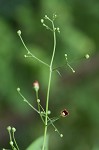 Figwort <BR>Carpenter's square