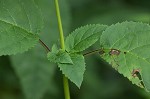 Figwort <BR>Carpenter's square