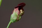 Figwort <BR>Carpenter's square