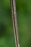 Figwort <BR>Carpenter's square