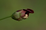 Figwort <BR>Carpenter's square