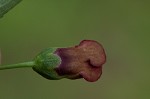 Figwort <BR>Carpenter's square