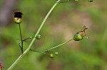 Figwort <BR>Carpenter's square