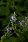 Hoary skullcap