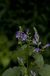 Hoary skullcap