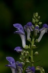 Hoary skullcap