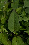 Hoary skullcap