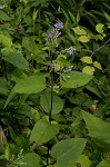 Hoary skullcap