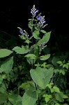 Hoary skullcap