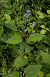 Hoary skullcap