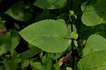 Hoary skullcap