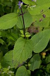 Hoary skullcap