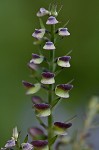 Hoary skullcap