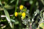 Old-man-in-the-spring