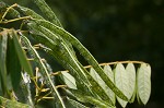 Maryland senna <BR>Wild senna