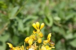 Maryland senna <BR>Wild senna