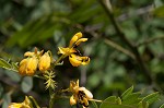 Maryland senna <BR>Wild senna